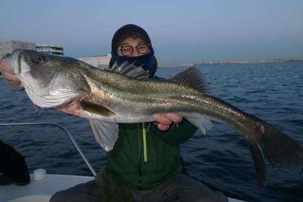 シーバス(スズキ)