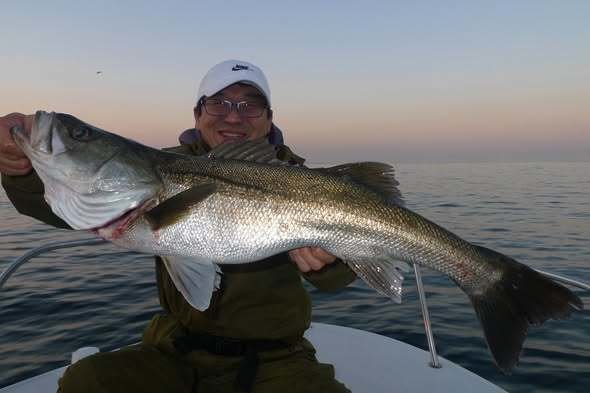 シーバス(スズキ)