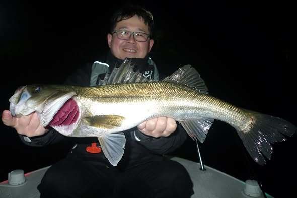 シーバス(スズキ)