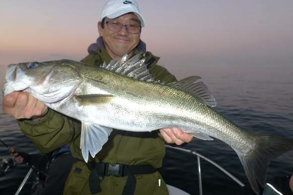 シーバス(スズキ)