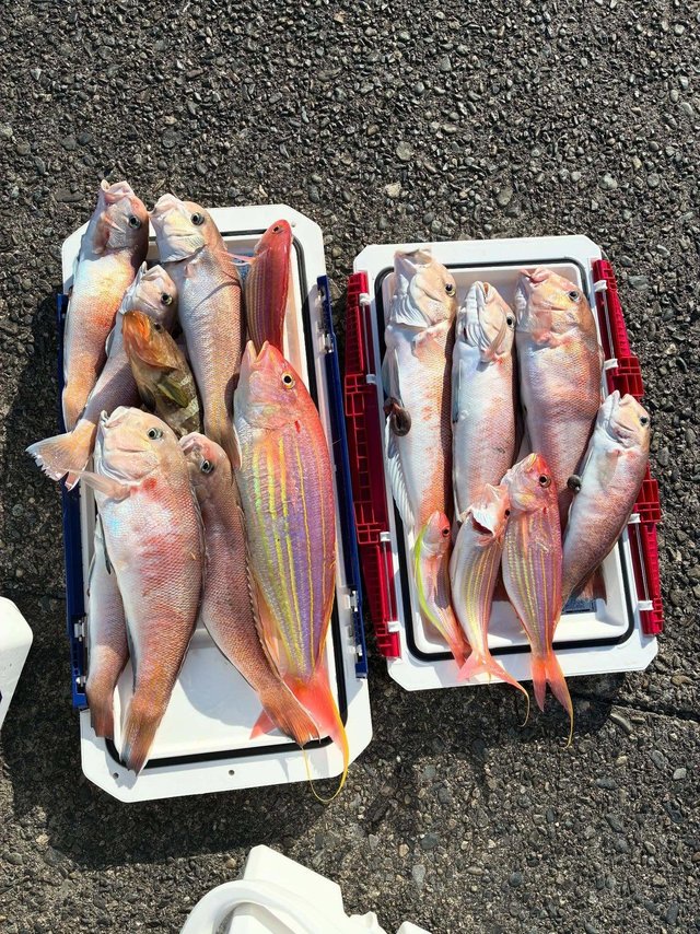 アオハタ・シロアマダイ・イトヨリ(イトヨリダイ)