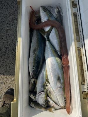 ハマチ(ブリ)・メジロ(ブリ)・アカヤガラ