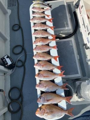 マダイ・イサキ