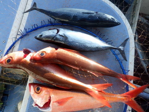 ヒラソウダ・ハチビキ