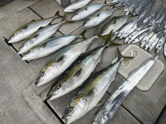 ブリ・メジロ(ブリ)・タチウオ