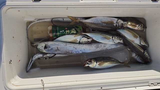 アジ(マアジ)・タチウオ