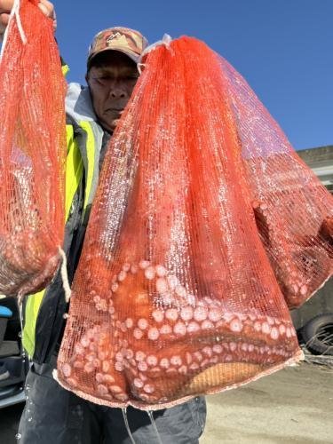 マタコ(マダコ)