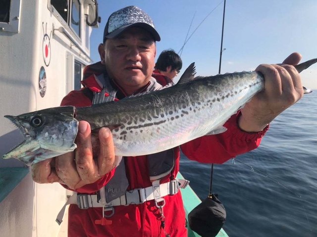 サゴシ(サワラ)