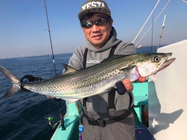 サゴシ(サワラ)