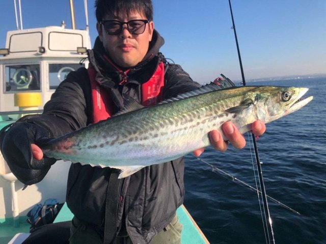 サゴシ(サワラ)