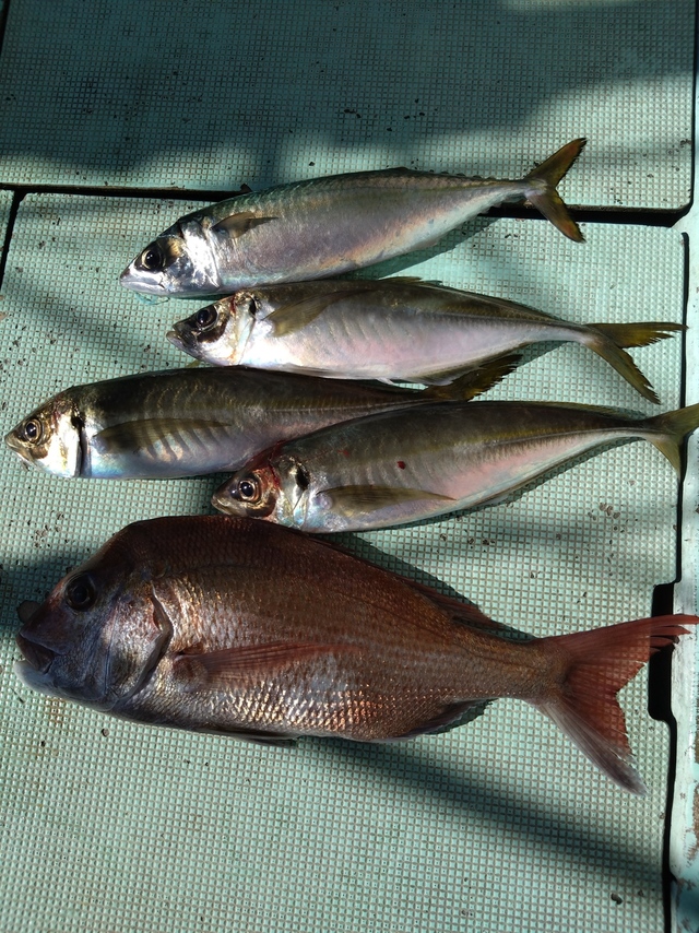 タイ(マダイ)・アジ(マアジ)・サバ(マサバ)