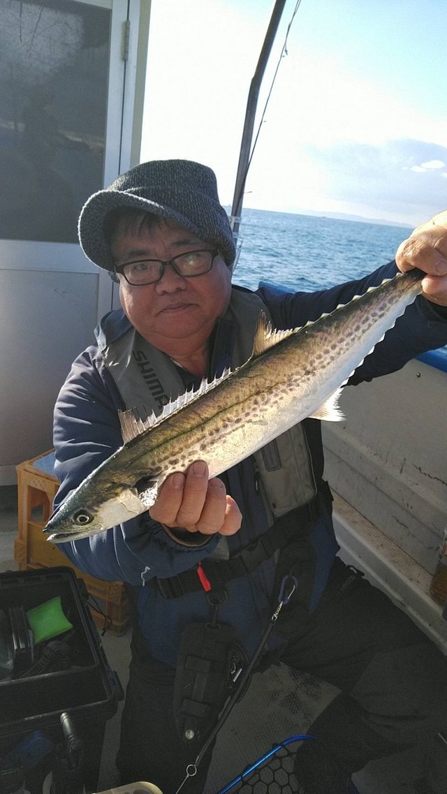 サゴシ(サワラ)