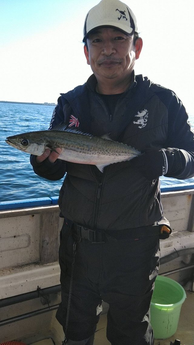 サゴシ(サワラ)