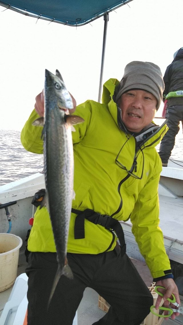 サゴシ(サワラ)