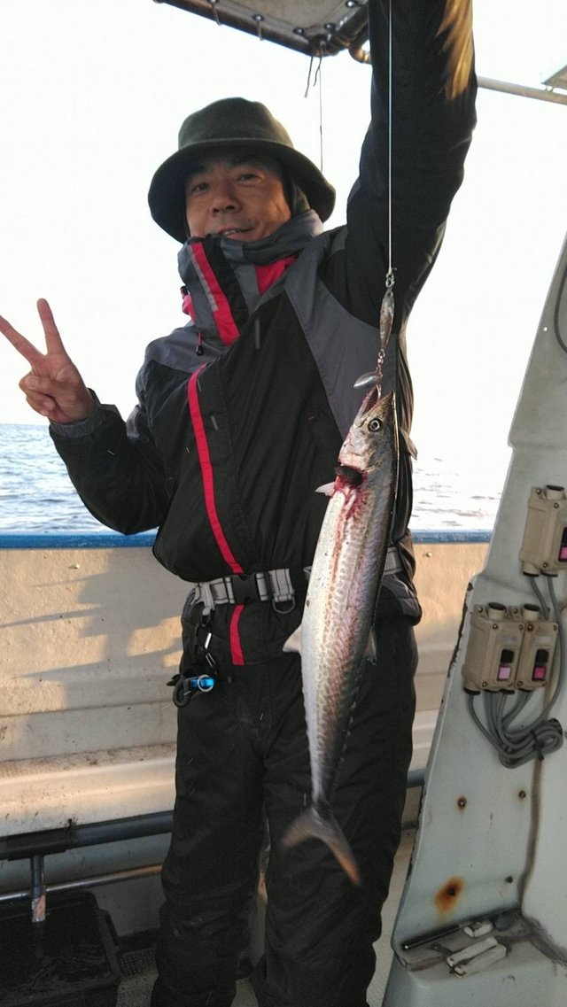 サゴシ(サワラ)