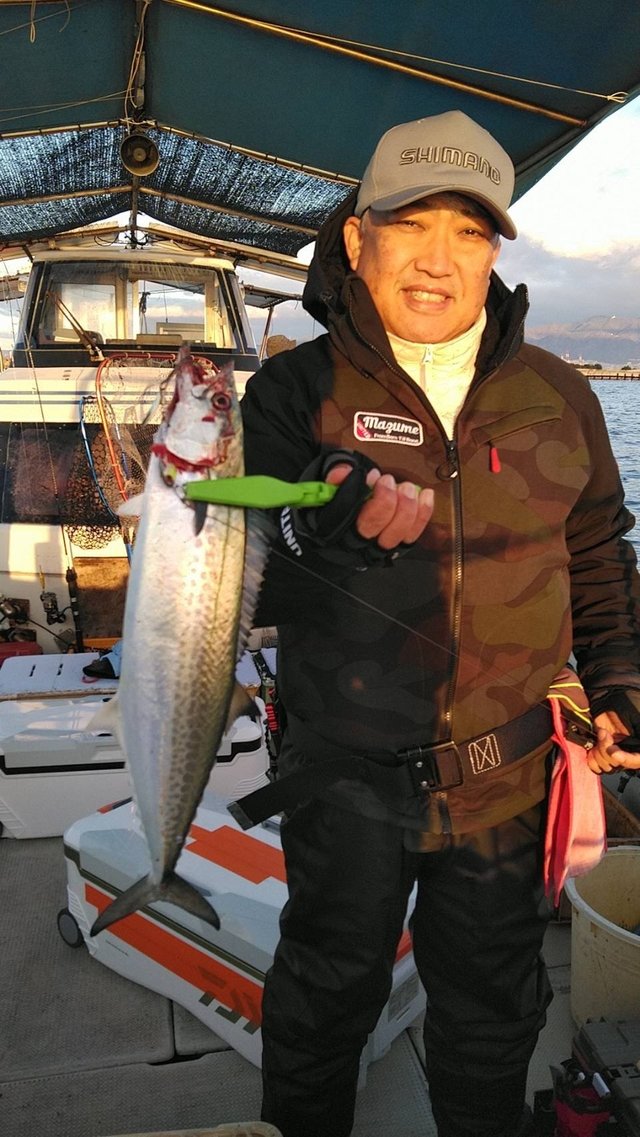 サゴシ(サワラ)