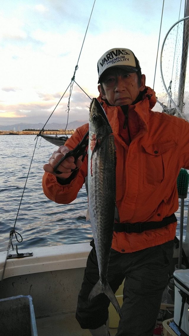 サゴシ(サワラ)