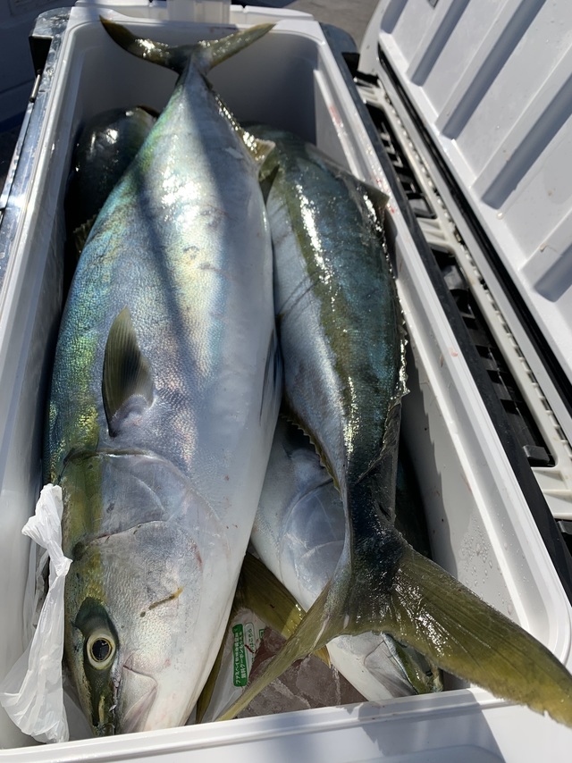 ブリ・ワラサ(ブリ)