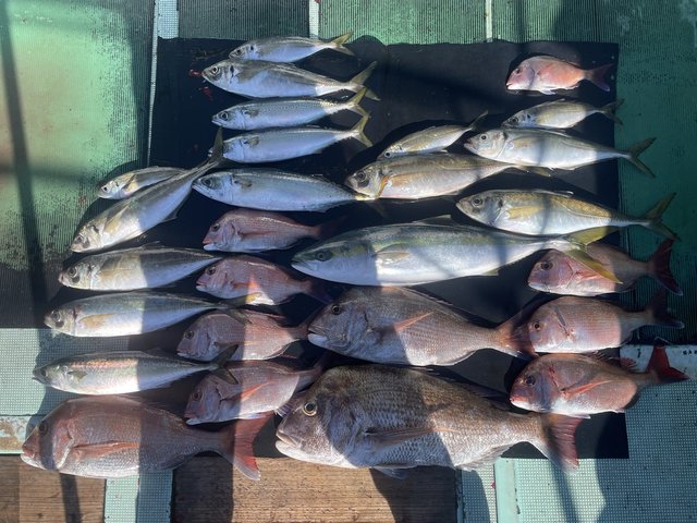 マダイ・マアジ・メジロ(ブリ)・マサバ