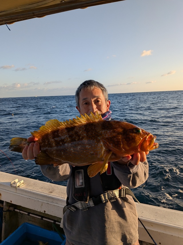 アコウ(キジハタ)