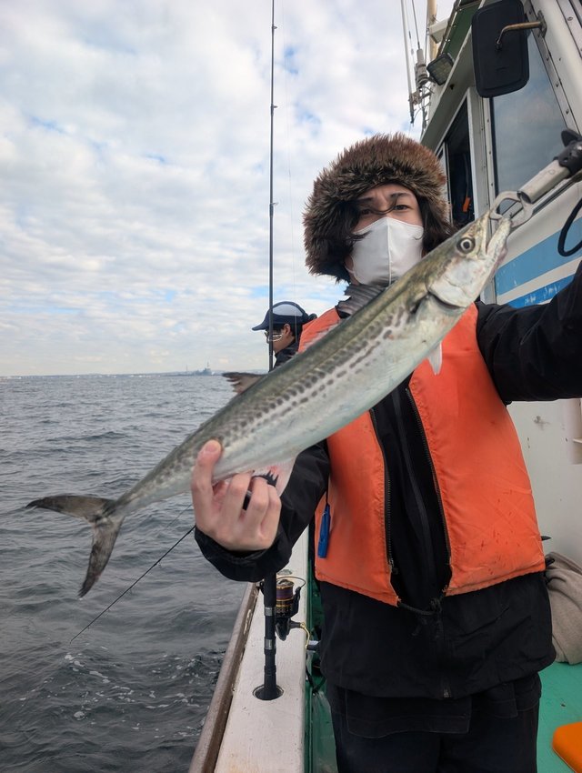 サゴシ(サワラ)