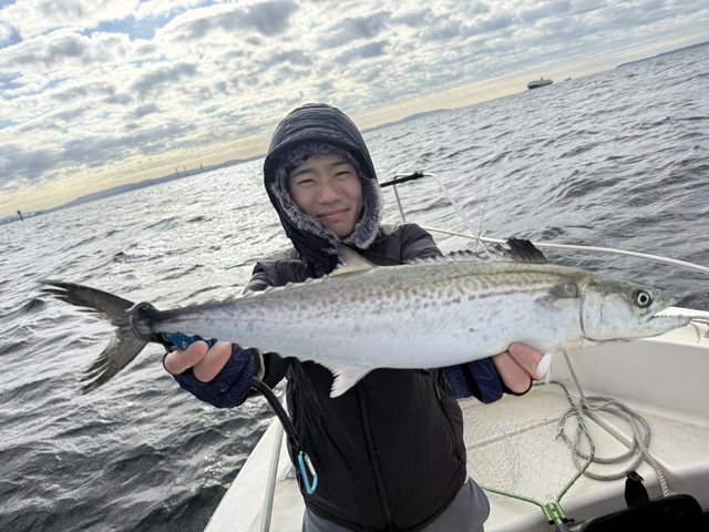 サゴシ(サワラ)