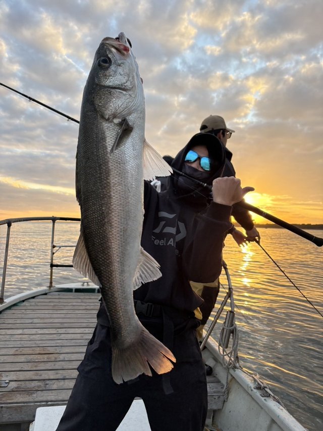 シーバス(スズキ)