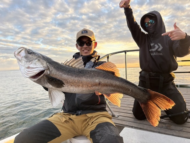 シーバス(スズキ)