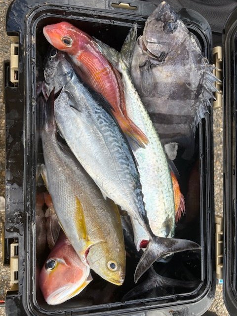 マダイ・ハナダイ(チダイ)・イシダイ・イナダ(ブリ)・アマダイ(アカアマダイ)