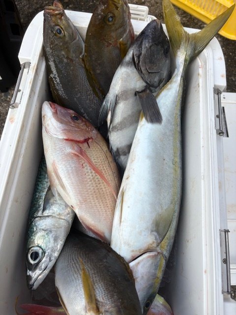 アマダイ(アカアマダイ)・ヒラソーダ(ヒラソウダ)