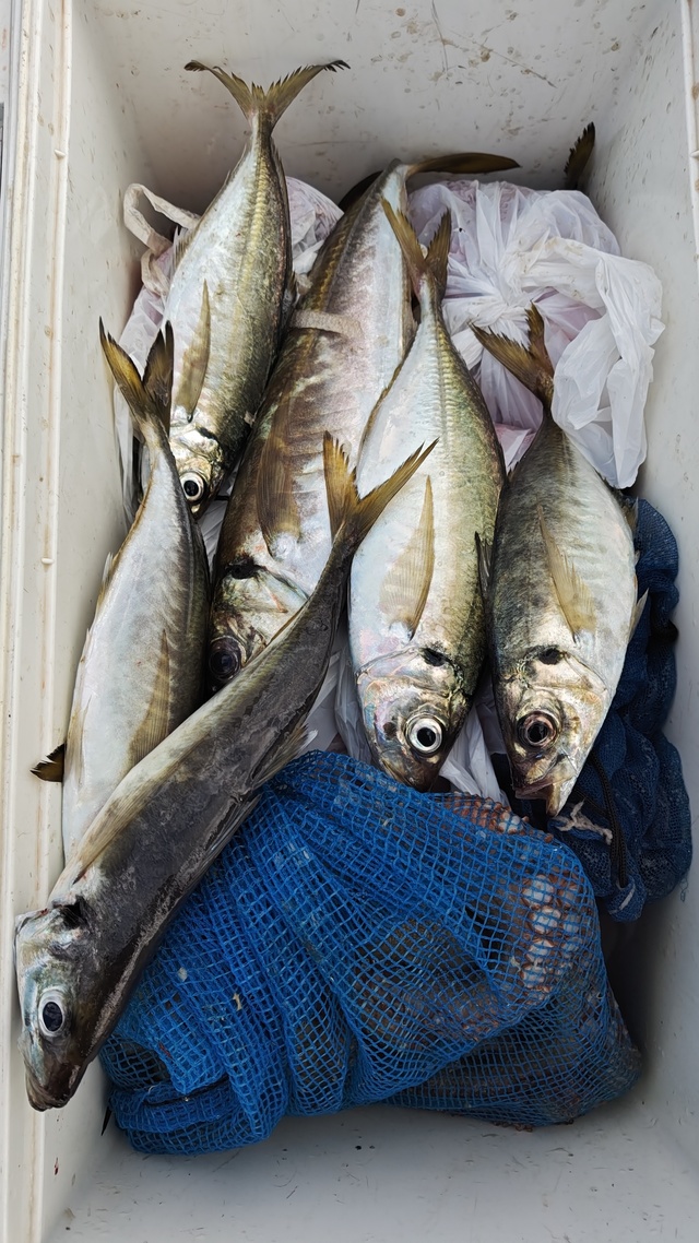 アジ(マアジ)・マダコ