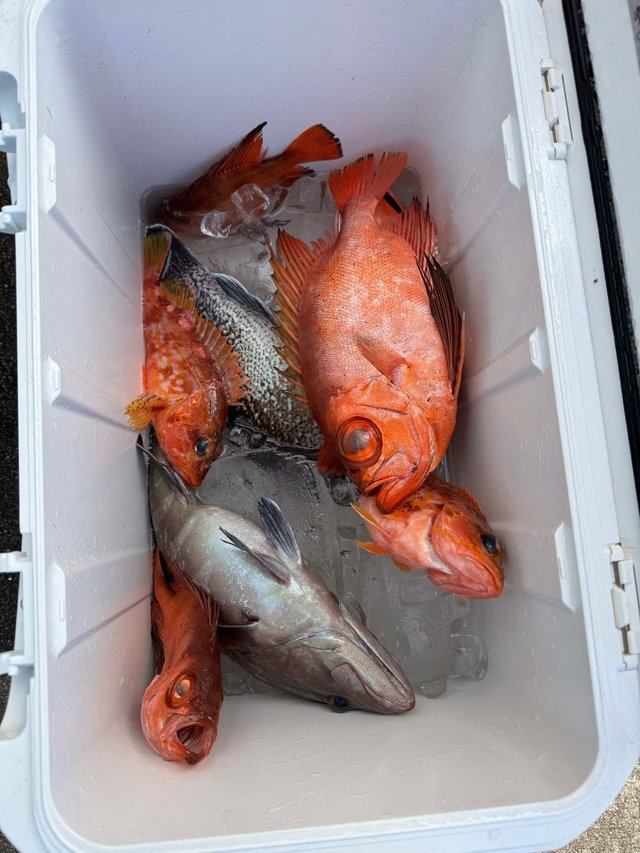 キントキ(チカメキントキ)・ソイ(クロソイ)