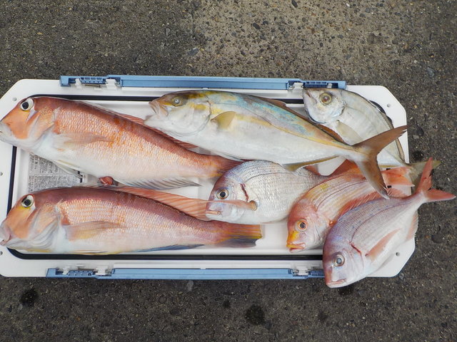 アマダイ(アカアマダイ)