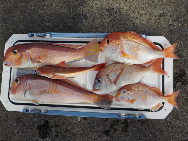 アマダイ(アカアマダイ)