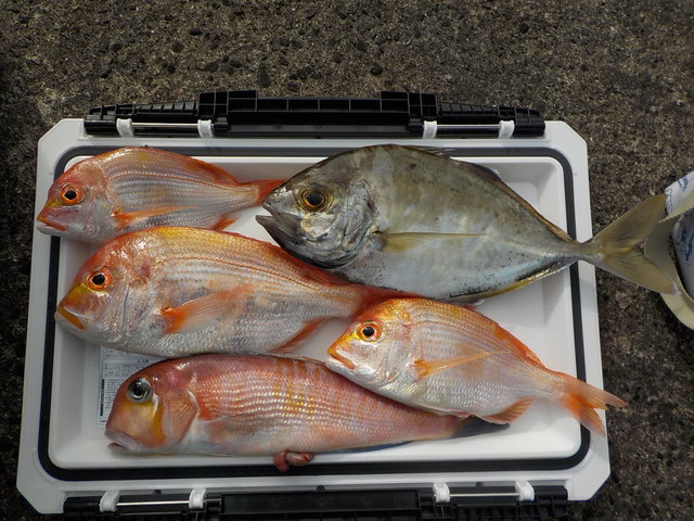 アマダイ(アカアマダイ)