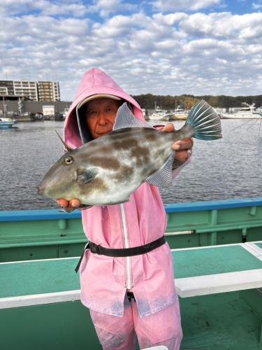 ウマズラ(ウマヅラハギ)