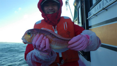 アマダイ(アカアマダイ)