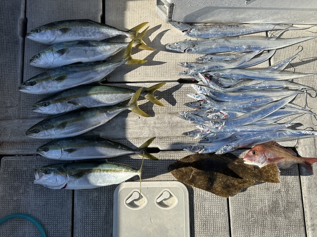 マダイ・メジロ(ブリ)・タチウオ・ヒラメ