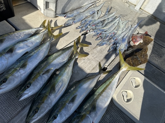 マダイ・メジロ(ブリ)・タチウオ・ヒラメ