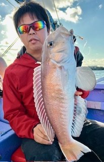 アマダイ(アカアマダイ)