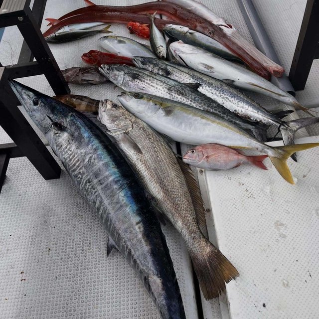 マダイ・マハタ・アオハタ・アジ(マアジ)・ヒラマサ・ニベ・サワラ・カマスサワラ・カサゴ・ホウボウ・アカヤガラ