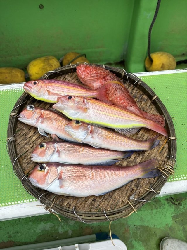 イトヨリ(イトヨリダイ)・カサゴ