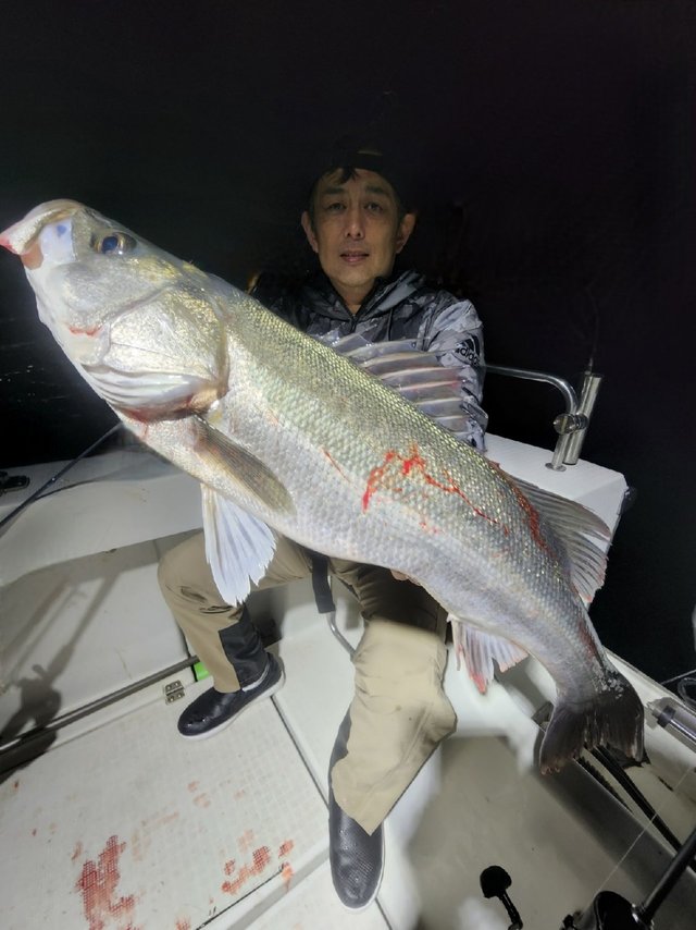 シーバス(スズキ)