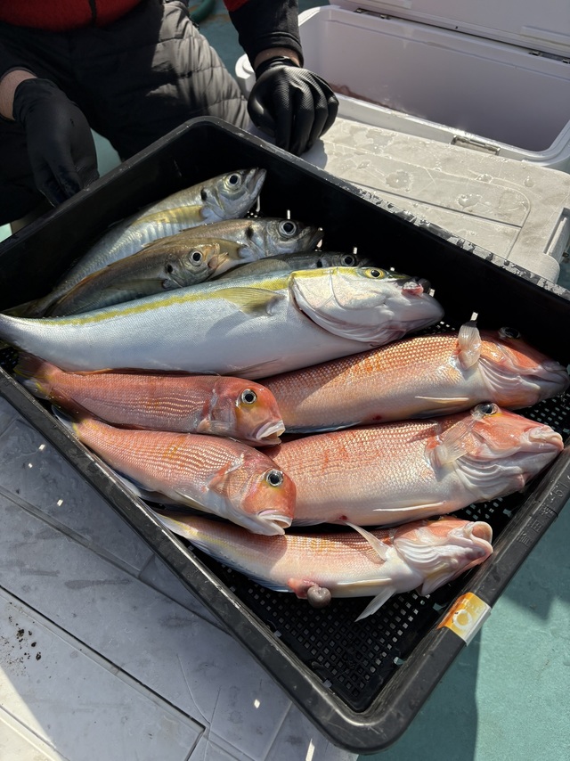 アジ(マアジ)・イナダ(ブリ)・アマダイ(アカアマダイ)