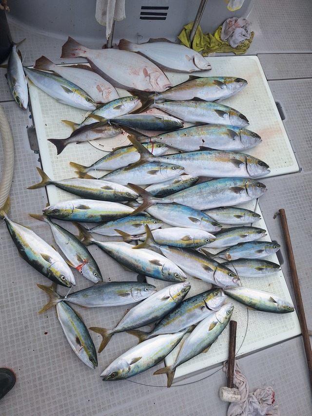 ヒラス(ヒラマサ)