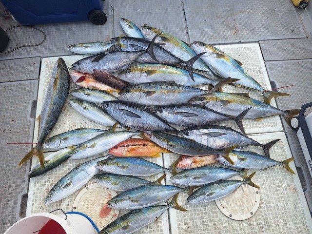 ヒラス(ヒラマサ)