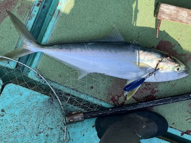 ヒラス(ヒラマサ)