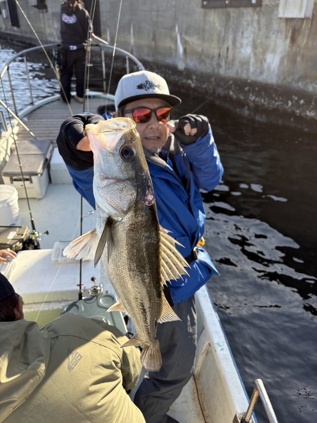 シーバス(スズキ)