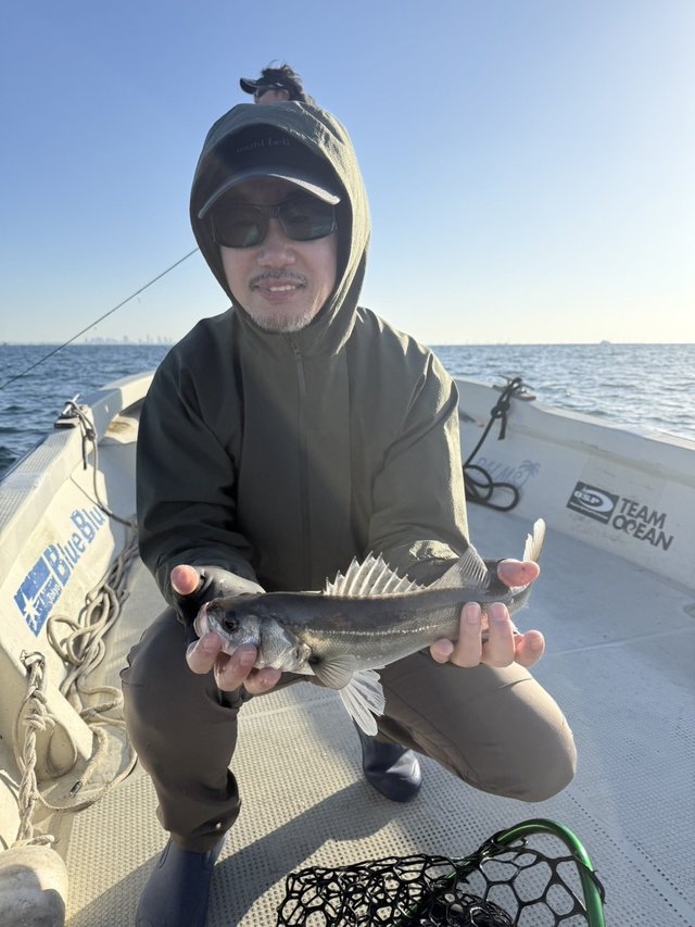 シーバス(スズキ)