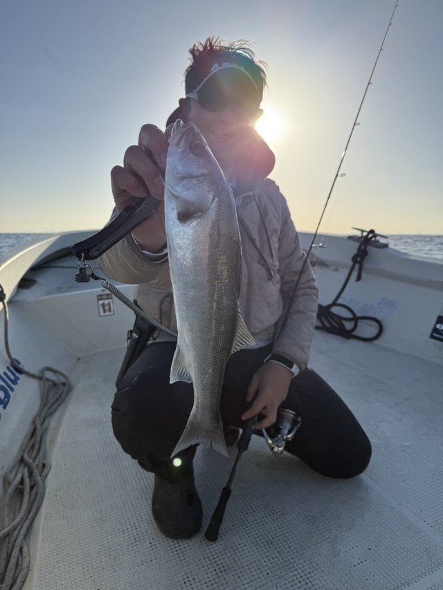 シーバス(スズキ)